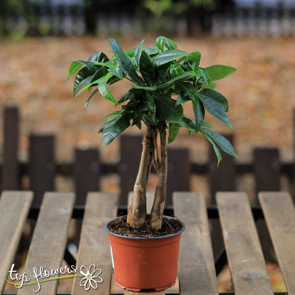 Pachira | The money tree (Pachira Aquatica)