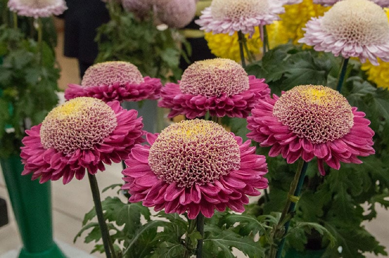 anemone chrysanthemums