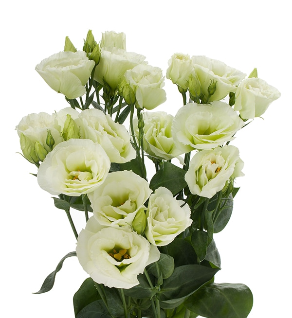 cessna green lisianthus eustoma russellianum f1 evanthia lr 3 lr