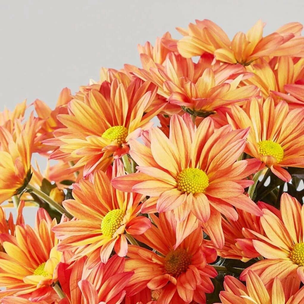 semi double chrysanthemum