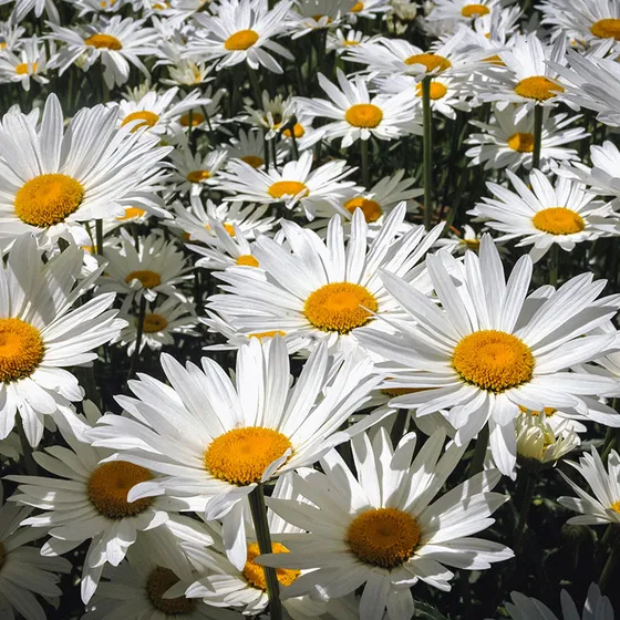 chrysanthemum maximum shasta daisy closeup