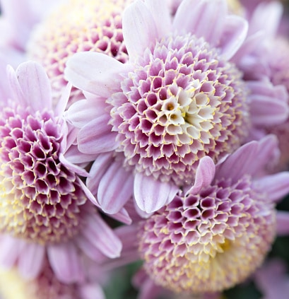 anemone chrysanthemum