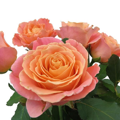 rose miss piggy orange pink