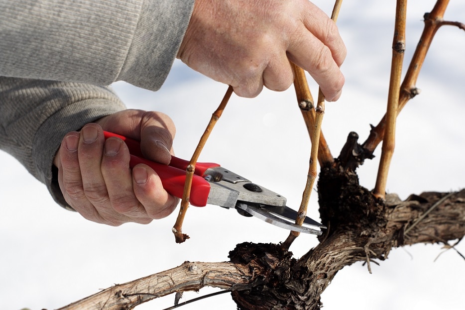 pruning the grape vines