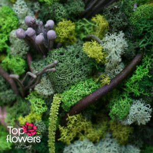 Living Picture | Deep Greenery Detail of a living picture piece with moss – natural green decoration