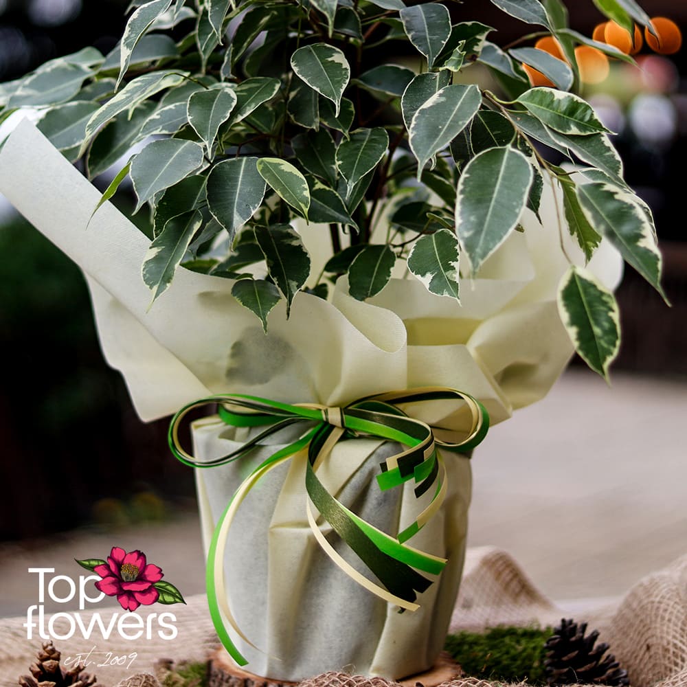 Large Ficus Benjamina (Ficus Benjamina Golden King)