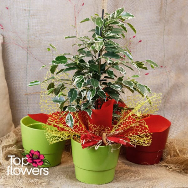 Large Ficus Benjamina (Ficus Benjamina Golden King)