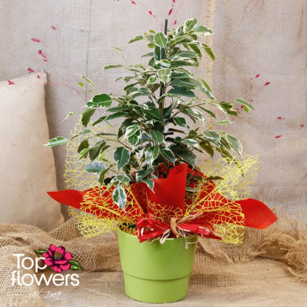 Large Ficus Benjamina (Ficus Benjamina Golden King) - Image 2