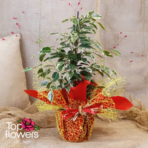 Large Ficus Benjamina (Ficus Benjamina Golden King) - Image 3