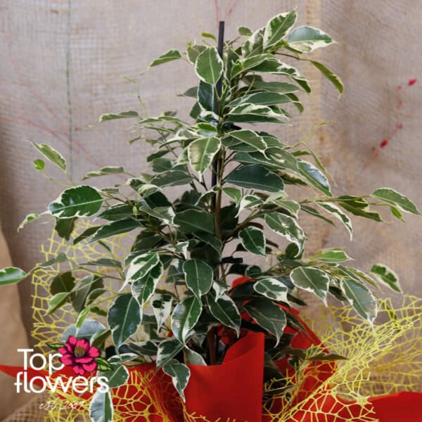 Large Ficus Benjamina (Ficus Benjamina Golden King) - Image 4