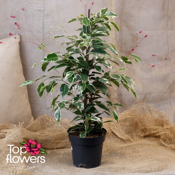 Large Ficus Benjamina (Ficus Benjamina Golden King) - Image 5