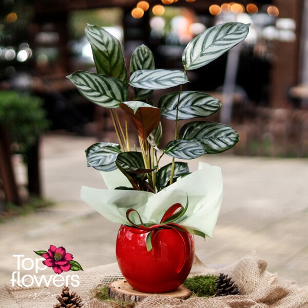 Calathea (Calathea Freddie) - Image 3