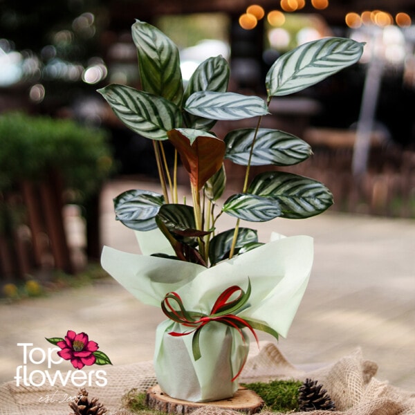 Calathea (Calathea Freddie) - Image 2