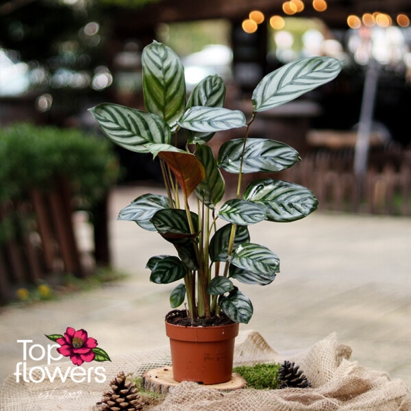 Calathea (Calathea Freddie) - Image 4