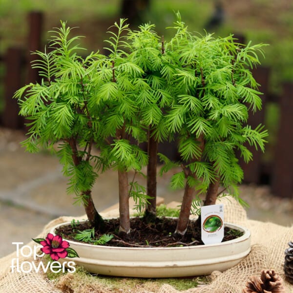 Bonsai | Metasequoia (Metasequoia)