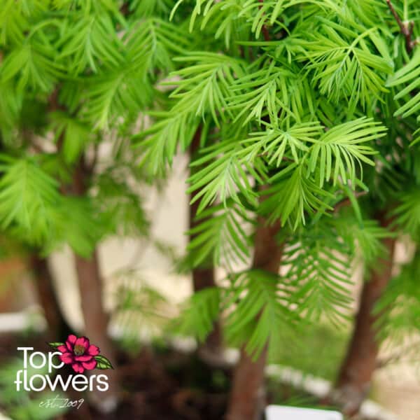Bonsai | Metasequoia (Metasequoia) - Image 2
