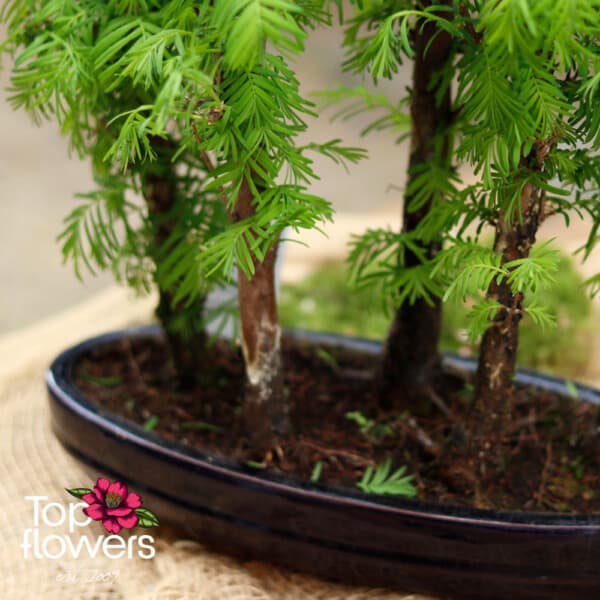 Bonsai | Metasequoia (Metasequoia) - Image 4