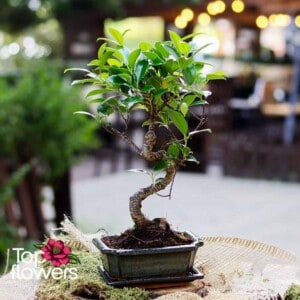 Bonsai | Ficus (Ficus)