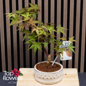 Bonsai | Japanese Maple (Acer)