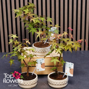 Bonsai | Japanese Maple (Acer)
