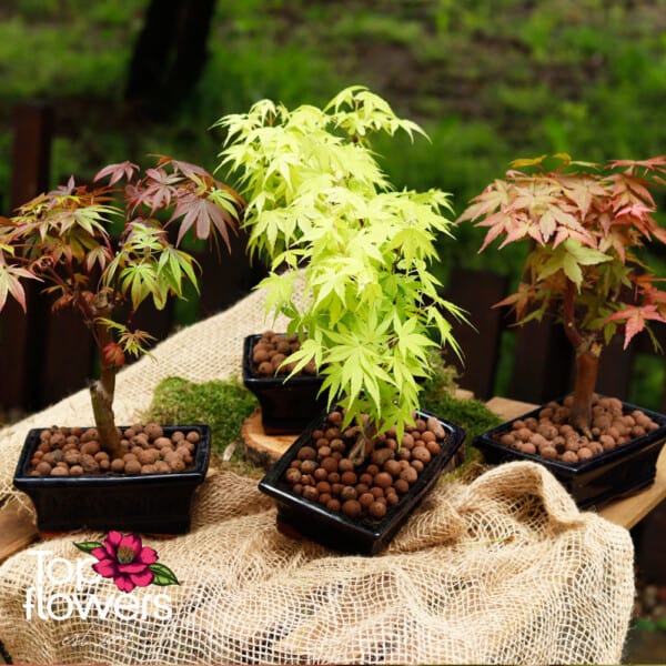 Bonsai | Japanese Maple (Acer) - Image 2