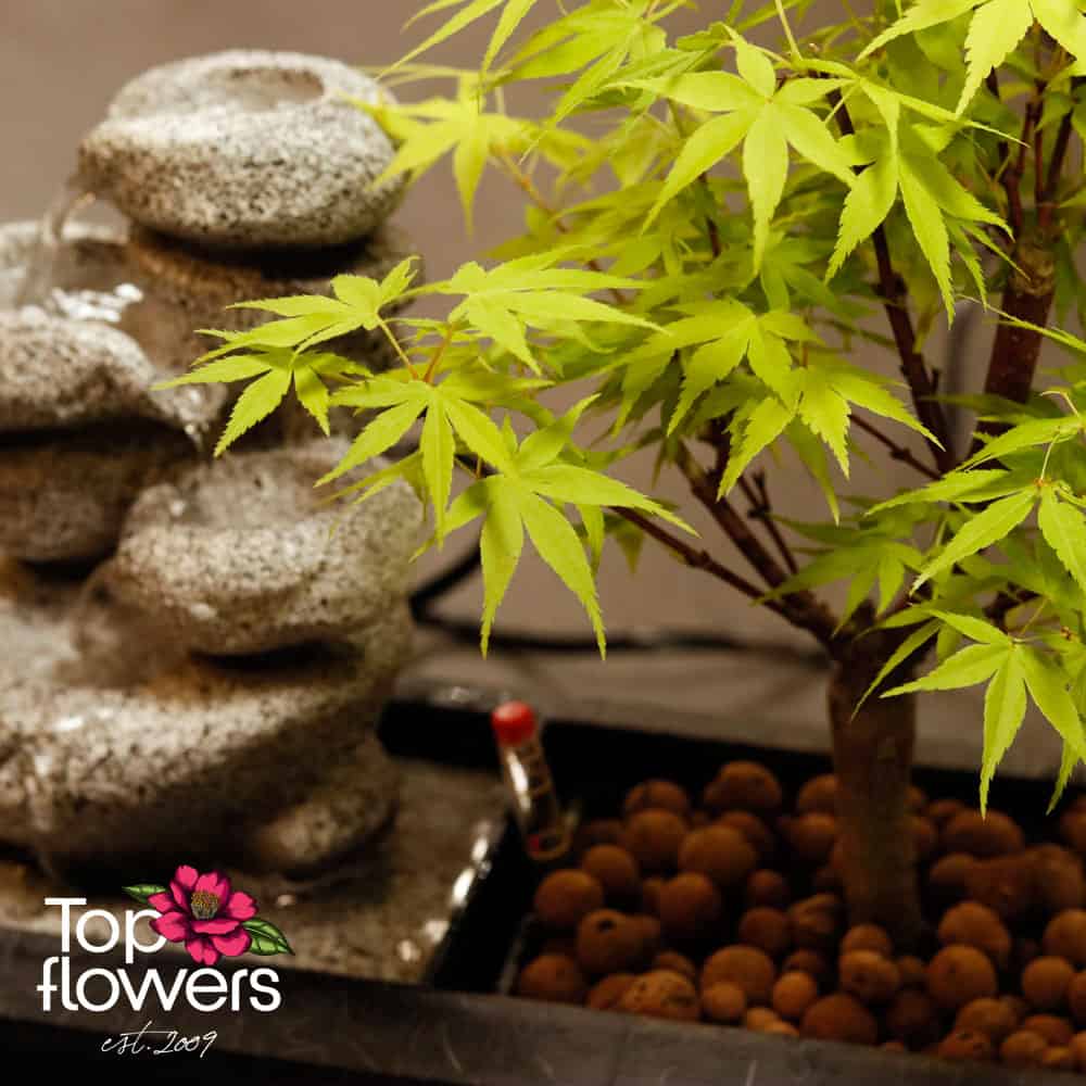 Bonsai | Japanese Maple (Acer) + Fountain