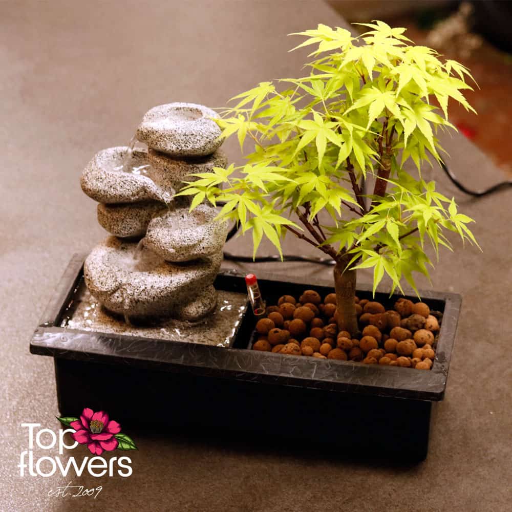 Bonsai | Japanese Maple (Acer) + Fountain