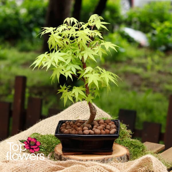 Bonsai | Japanese Maple (Acer)