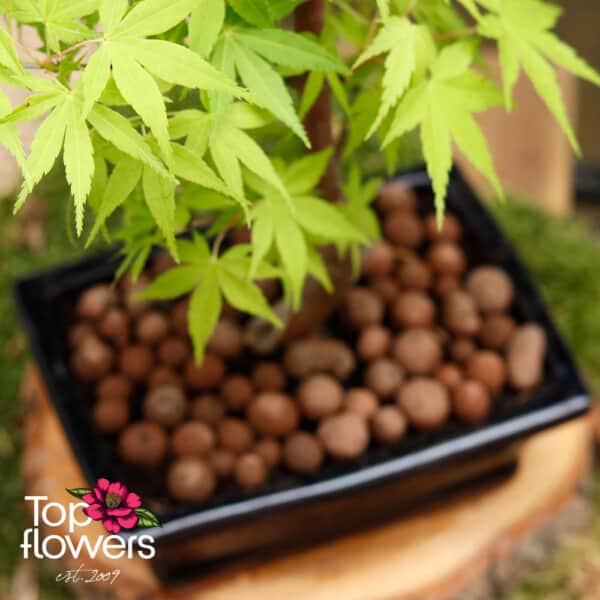 Bonsai | Japanese Maple (Acer) - Image 7