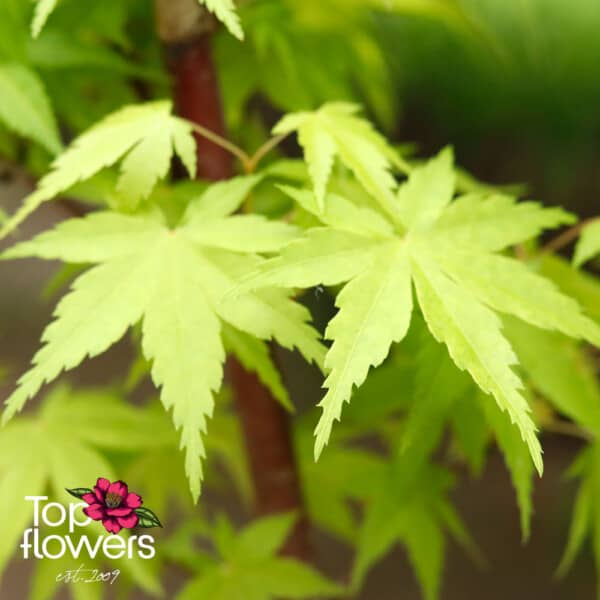 Bonsai | Japanese Maple (Acer) - Image 8