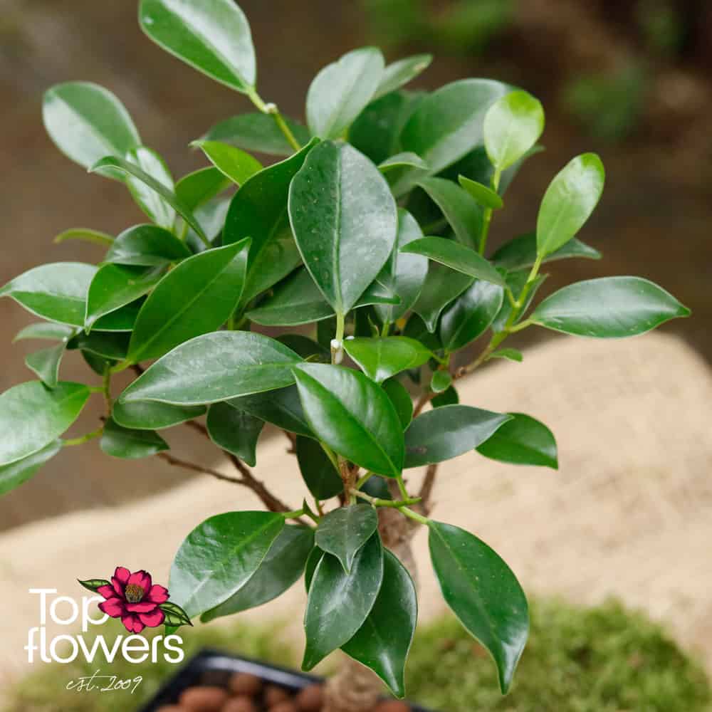 Бонсай | Фикус (ficus)