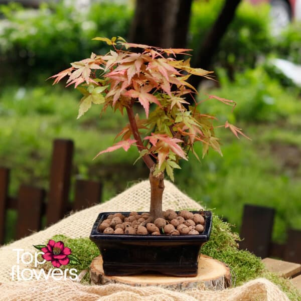 Bonsai | Japanese Maple (Acer)