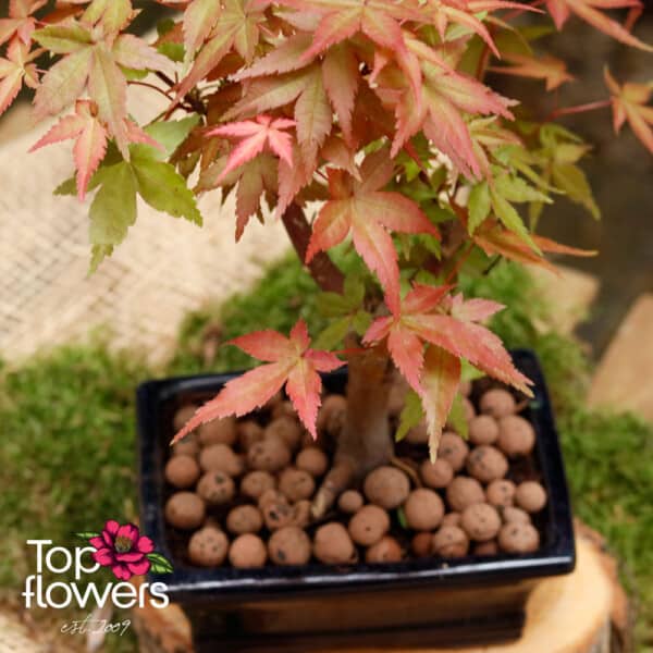 Bonsai | Japanese Maple (Acer) - Image 4