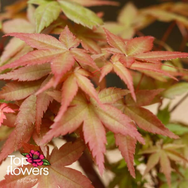 Bonsai | Japanese Maple (Acer) - Image 5