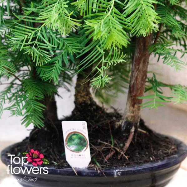 Bonsai | Metasequoia (Metasequoia) - Image 4