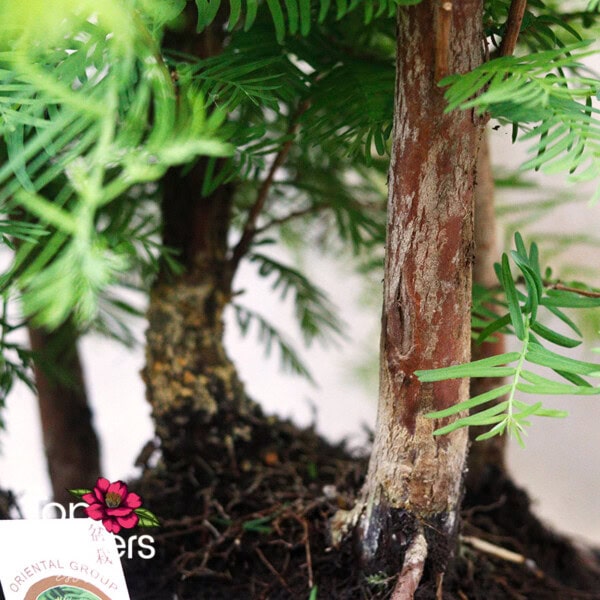 Bonsai | Metasequoia (Metasequoia) - Image 5