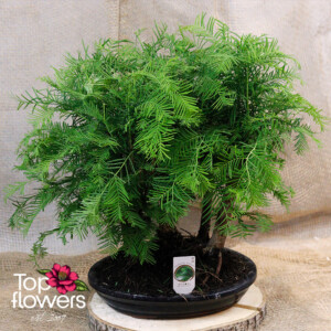 Bonsai | Metasequoia (Metasequoia)
