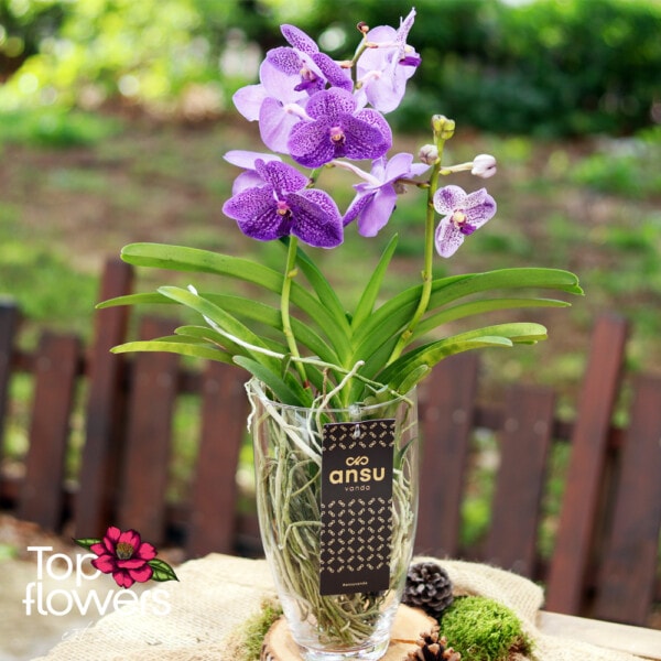 Vanda in a glass vase (Vanda orchid)