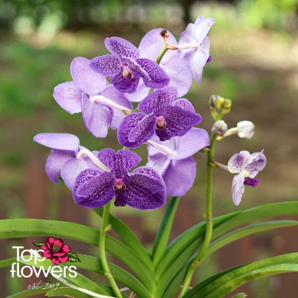 Vanda in a glass vase (Vanda orchid)