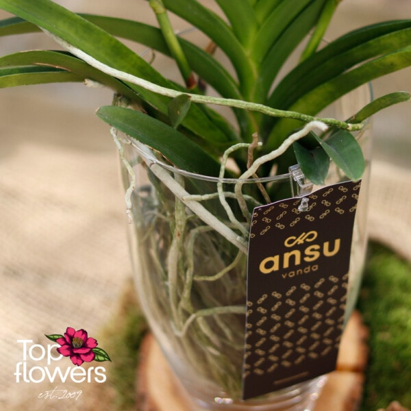 Vanda in a glass vase (Vanda orchid)