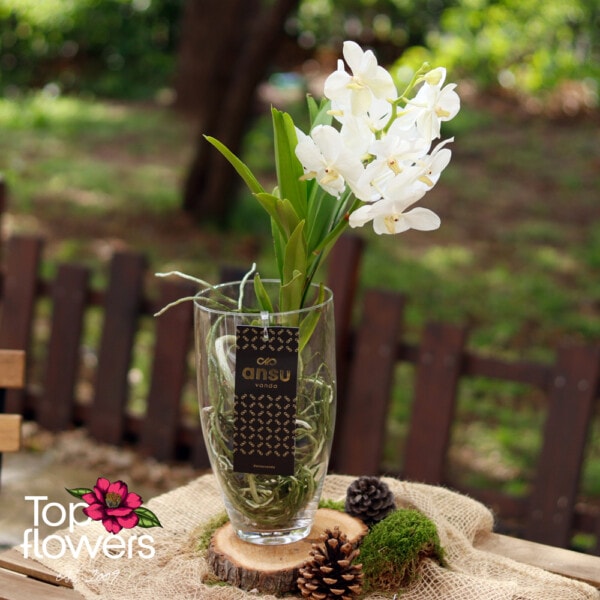 Vanda in a glass vase (Vanda orchid)