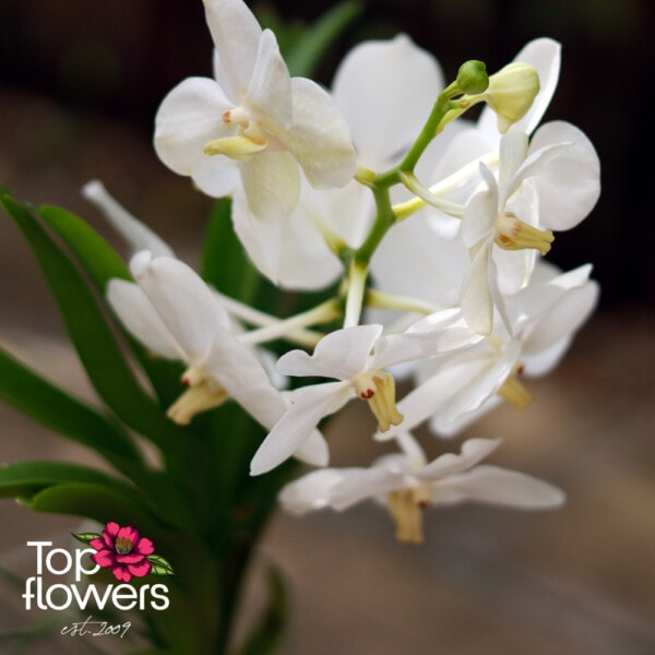 Vanda in a glass vase (Vanda orchid)