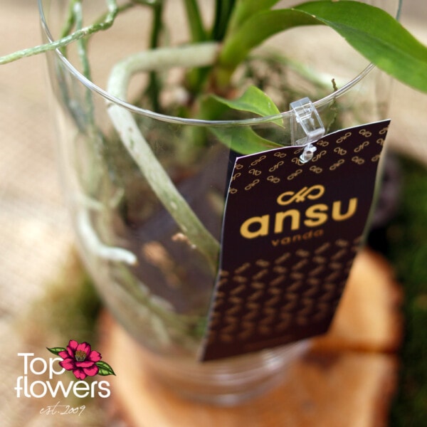 Vanda in a glass vase (Vanda orchid)