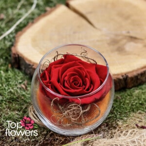 Eternal rose in glass sphere | Red