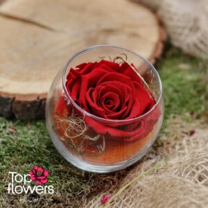 Eternal rose in glass sphere | Red