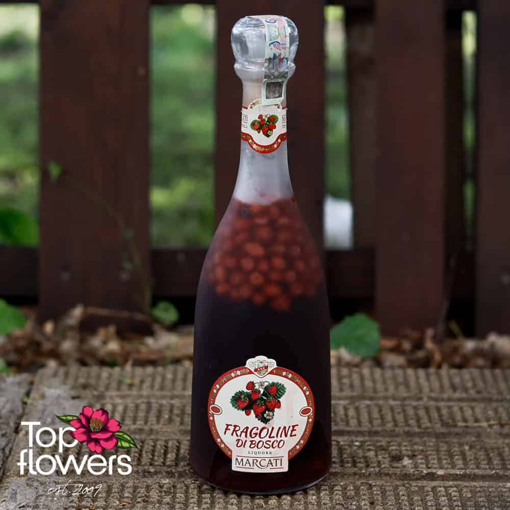 fragoline di bosco | Ликьор