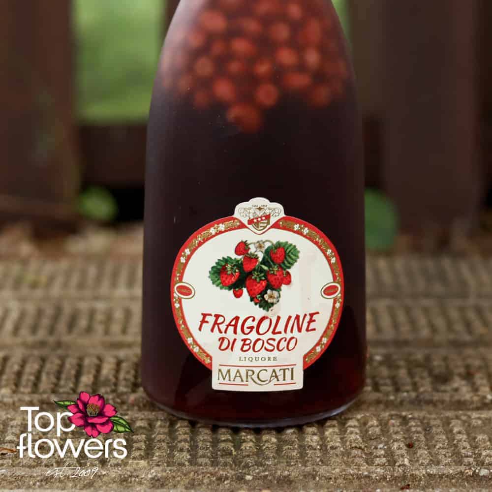 fragoline di bosco | Ликьор