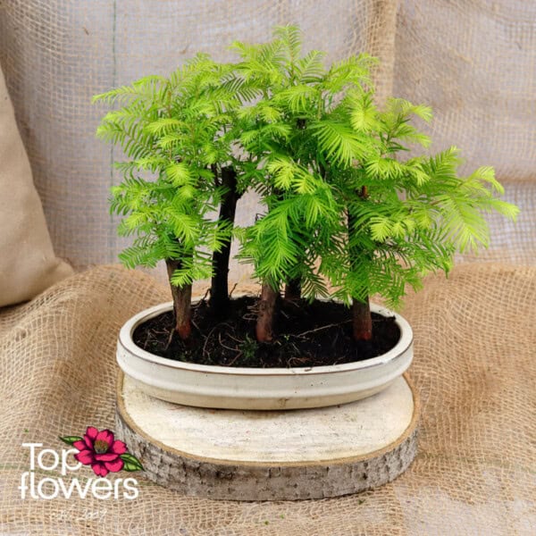 Bonsai | Metasequoia (Metasequoia middle)