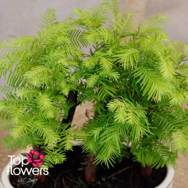 Bonsai | Metasequoia (Metasequoia middle) - Image 2