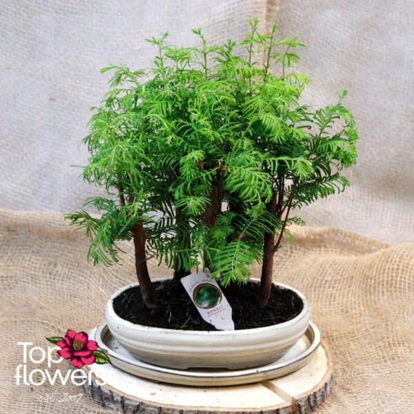 Бонсай | Метасеквоя (metasequoia middle)